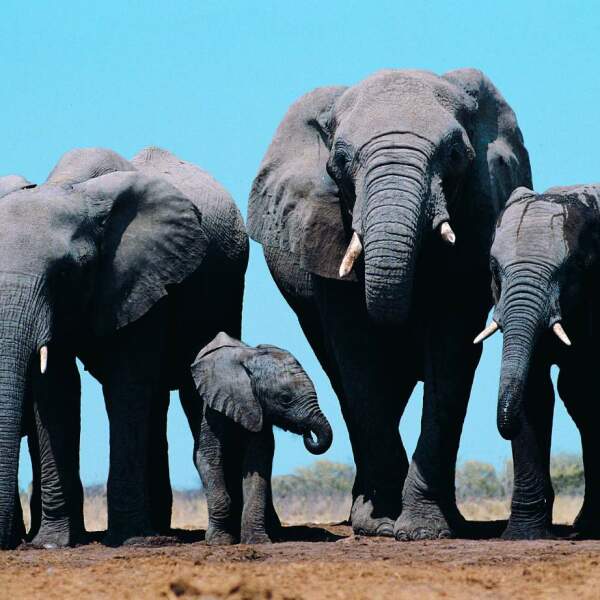 Motorradreisen Sudafrika Safari Wildtiere Erfahrung